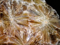 Gypsum var. Daisy Wheel